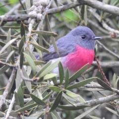 Petroica rosea at Wingecarribee Local Government Area - 3 May 2024