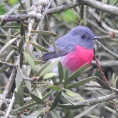 Petroica rosea at Wingecarribee Local Government Area - suppressed