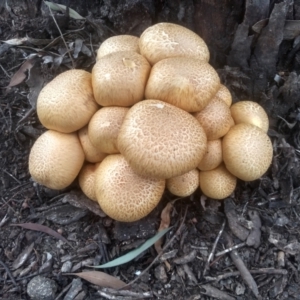 Gymnopilus junonius at Cooma North Ridge Reserve - 4 May 2024 01:45 PM