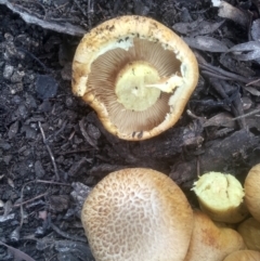 Gymnopilus junonius at Cooma North Ridge Reserve - 4 May 2024 01:45 PM