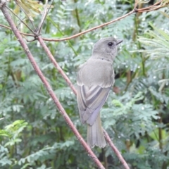 Pachycephala pectoralis (Golden Whistler) at Wingecarribee Local Government Area - 3 May 2024 by GlossyGal