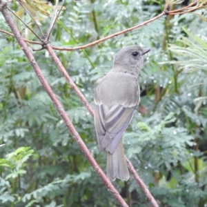 Pachycephala pectoralis at Wingecarribee Local Government Area - 3 May 2024