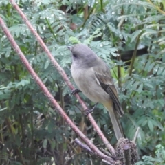 Pachycephala pectoralis at Wingecarribee Local Government Area - suppressed