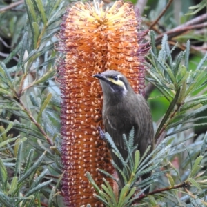 Caligavis chrysops at Wingecarribee Local Government Area - 3 May 2024