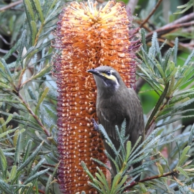 Caligavis chrysops (Yellow-faced Honeyeater) at Burradoo - 3 May 2024 by GlossyGal