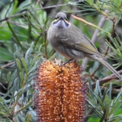 Caligavis chrysops at Wingecarribee Local Government Area - 3 May 2024