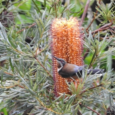 Acanthorhynchus tenuirostris (Eastern Spinebill) at Wingecarribee Local Government Area - 3 May 2024 by GlossyGal