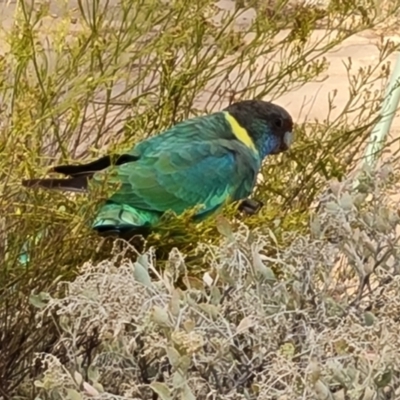 Barnardius zonarius (Australian Ringneck) at Ikara-Flinders Ranges National Park - 4 May 2024 by Mike