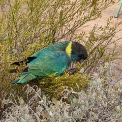 Barnardius zonarius at Ikara-Flinders Ranges National Park - 4 May 2024 04:54 PM