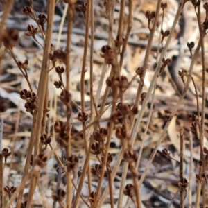 Bulbine alata at Ikara-Flinders Ranges National Park - 4 May 2024