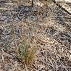 Bulbine alata at Ikara-Flinders Ranges National Park - 4 May 2024