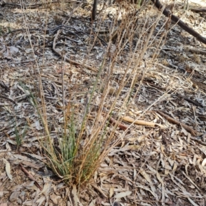 Bulbine alata at Ikara-Flinders Ranges National Park - 4 May 2024 11:48 AM