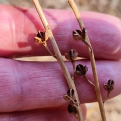 Bulbine alata at Ikara-Flinders Ranges National Park - 4 May 2024 11:48 AM