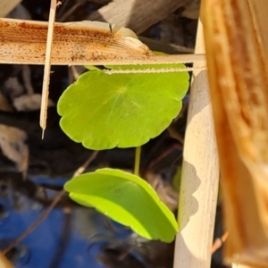 Hydrocotyle verticillata at Ikara-Flinders Ranges National Park - 4 May 2024