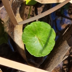 Hydrocotyle verticillata at Ikara-Flinders Ranges National Park - 4 May 2024 11:42 AM