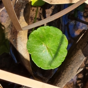 Hydrocotyle verticillata at Ikara-Flinders Ranges National Park - 4 May 2024