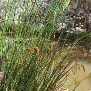 Baumea articulata (Jointed Twig-rush) at Ikara-Flinders Ranges National Park by Mike