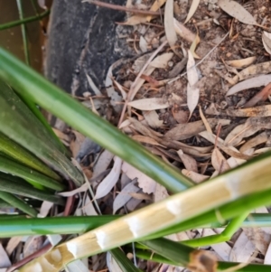 Machaerina articulata at Ikara-Flinders Ranges National Park - 4 May 2024