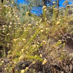 Cassinia complanata at Ikara-Flinders Ranges National Park - 4 May 2024