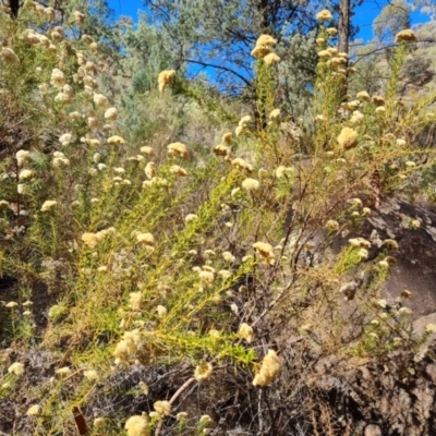 Cassinia complanata (Sticky Cassinia) at Ikara-Flinders Ranges National Park - 4 May 2024 by Mike