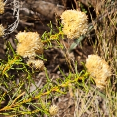 Cassinia complanata at Ikara-Flinders Ranges National Park - 4 May 2024