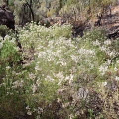 Cassinia laevis (Cough Bush) at Ikara-Flinders Ranges National Park - 4 May 2024 by Mike
