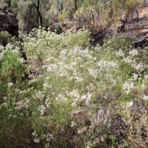 Cassinia sp. at Flinders Ranges, SA by Mike