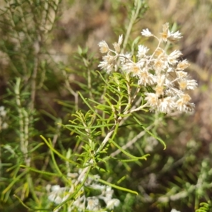 Cassinia laevis at suppressed - 4 May 2024