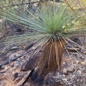 Xanthorrhoea quadrangulata at Ikara-Flinders Ranges National Park - 4 May 2024 11:27 AM