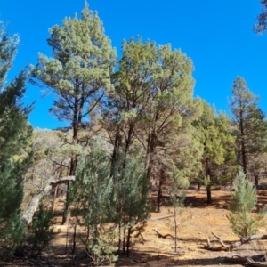 Callitris glaucophylla at Ikara-Flinders Ranges National Park - 4 May 2024