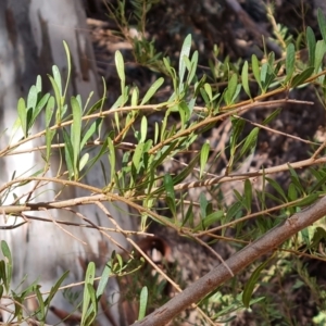 Bursaria spinosa at Ikara-Flinders Ranges National Park - 4 May 2024