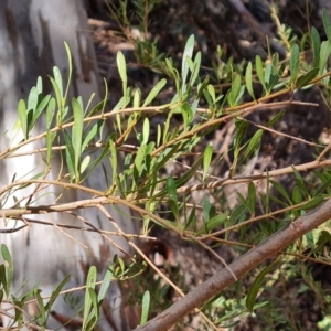 Bursaria spinosa (Native Blackthorn, Sweet Bursaria) at Ikara-Flinders Ranges National Park by Mike