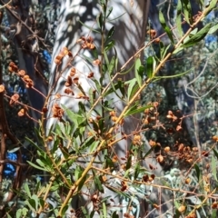 Bursaria spinosa at Ikara-Flinders Ranges National Park - 4 May 2024