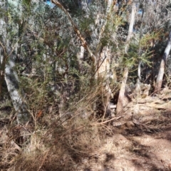 Bursaria spinosa at Ikara-Flinders Ranges National Park - 4 May 2024