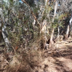 Bursaria spinosa at Ikara-Flinders Ranges National Park - 4 May 2024 11:13 AM