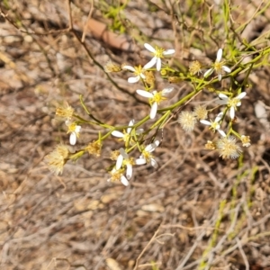 Olearia decurrens (Winged Daisy-Bush) at Ikara-Flinders Ranges National Park by Mike