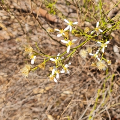 Olearia decurrens (Winged Daisy-Bush) at Ikara-Flinders Ranges National Park - 4 May 2024 by Mike