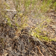 Olearia decurrens at Ikara-Flinders Ranges National Park - 4 May 2024