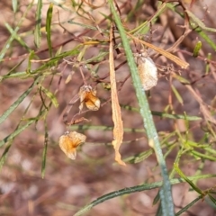 Dodonaea viscosa subsp. angustissima (Hop Bush) at Ikara-Flinders Ranges National Park - 4 May 2024 by Mike