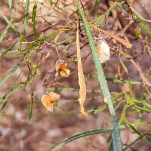 Dodonaea viscosa subsp. angustissima (Hop Bush) at Ikara-Flinders Ranges National Park by Mike