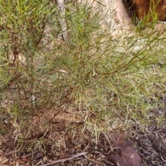 Dodonaea viscosa subsp. angustissima at Ikara-Flinders Ranges National Park - 4 May 2024 10:57 AM