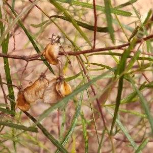 Dodonaea viscosa subsp. angustissima at Ikara-Flinders Ranges National Park - 4 May 2024