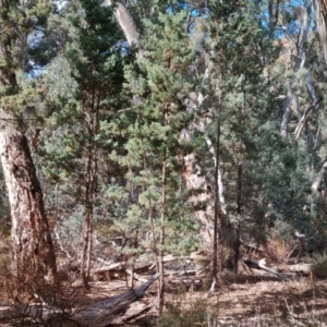 Callitris glaucophylla (White Cypress Pine) at Ikara-Flinders Ranges National Park by Mike