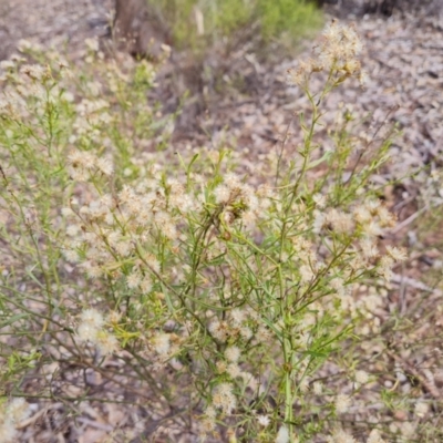 Olearia decurrens (Winged Daisy-Bush) at Ikara-Flinders Ranges National Park - 4 May 2024 by Mike