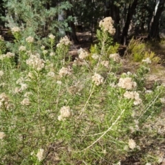 Cassinia complanata (Sticky Cassinia) at Ikara-Flinders Ranges National Park - 4 May 2024 by Mike