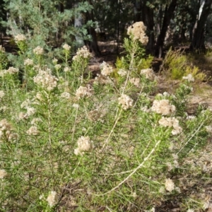 Cassinia complanata at Ikara-Flinders Ranges National Park - 4 May 2024