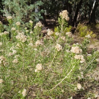 Cassinia complanata (Sticky Cassinia) at Ikara-Flinders Ranges National Park - 4 May 2024 by Mike