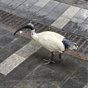 Threskiornis molucca at Sydney, NSW - 4 May 2024 09:42 AM