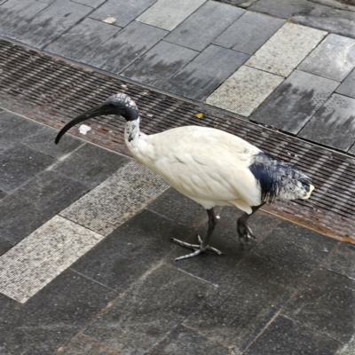 Threskiornis molucca (Australian White Ibis) at Sydney, NSW - 4 May 2024 by MatthewFrawley