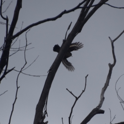 Cormobates leucophaea (White-throated Treecreeper) at QPRC LGA - 3 May 2024 by LyndalT